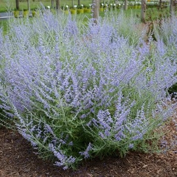 Perovskia atriplicifolia 'Little Lace' - Russian Sage