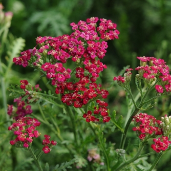 Achillea millefolium 'New Vintage™ Red' - Red Yarrow