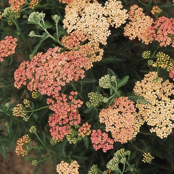 Achillea millefolium ''Apple Blossom'' - Yarrow