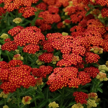 Achillea millefolium 'Strawberry Seduction' - Yarrow