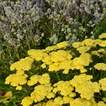 Achillea millefolium 'Sunny Seduction' - Yarrow