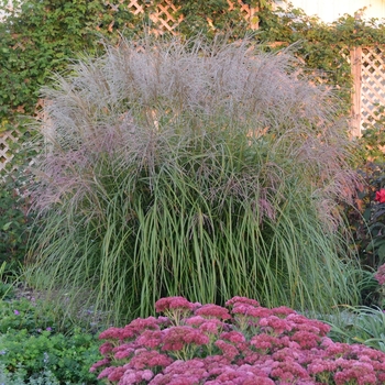 Miscanthus sinensis 'Autumn Anthem' - Maiden Grass