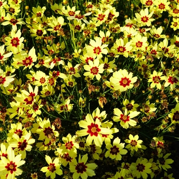 Coreopsis grandiflora 'Electric Sunshine' PPAF (Tickseed) - Electric Sunshine Tickseed