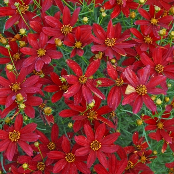 Coreopsis verticillata 'Hot Paprika' (Tickweed) - Sizzle & Spice® Hot Paprika