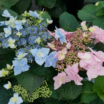 Reblooming Mountain Hydrangea - Tuff Stuff Ah-Ha® 