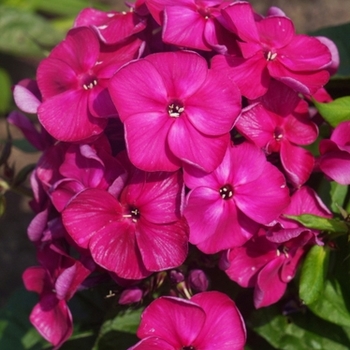 Phlox paniculata 'Versde' PP27557 (Garden Phlox) - Bambini® Desire