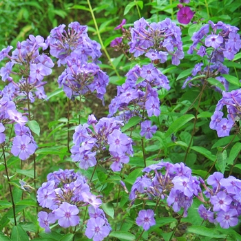 Phlox paniculata 'Blue Paradise - Phlox-Tall Garden