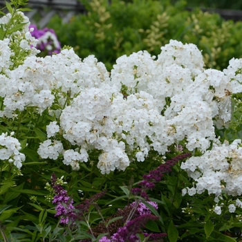 Phlox paniculata 'Chris' White' - Garden Phlox