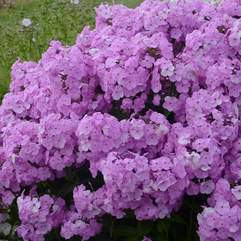 Phlox paniculata - 'Fashionably Early Princess' Garden Phlox