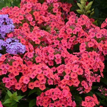 Phlox paniculata 'Coral Flame®' PP22234 (Garden Phlox) - Flame™ Coral Flame®