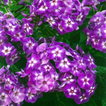 Phlox paniculata - 'Laura'