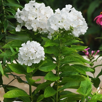 Phlox paniculata 'Babydoll White' - BABYDOLL WHITE Garden Phlox