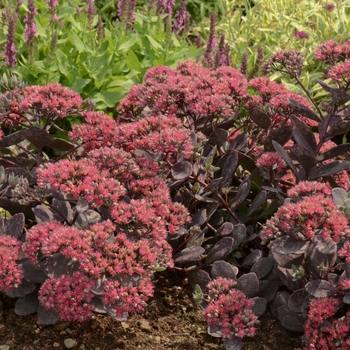 Sedum hybrid - Sunsparkler® Dazzleberry
