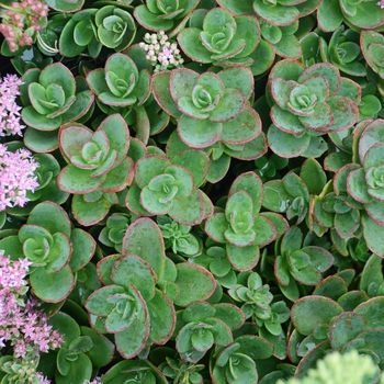 Sedum hybrid - Sunsparkler® Lime Zinge
