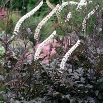 Black bugbane - Acanthus Black Negligee