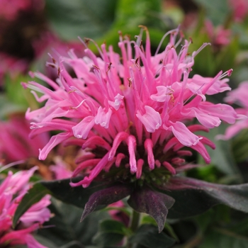 Monarda didyma 'Balmy Pink' - Balmy Pink Beebalm