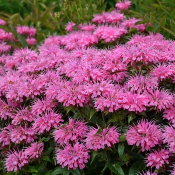 Monarda didyma - Sugar Buzz® Bubblegum Blast 