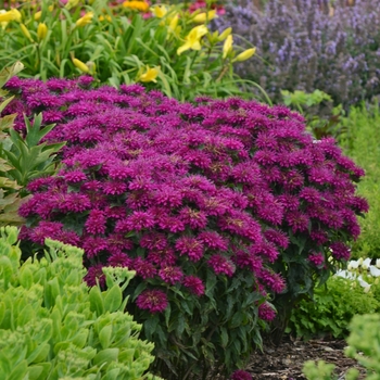 Monarda didyma - Sugar Buzz® Grape Gumball 