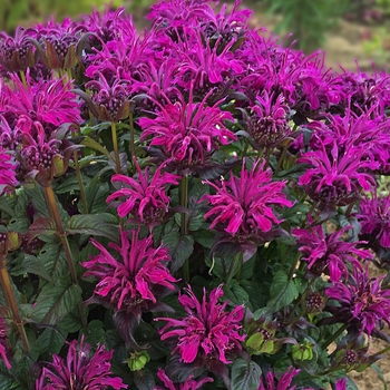 Monarda didyma - Sugar Buzz® Rockin’ Raspberry 