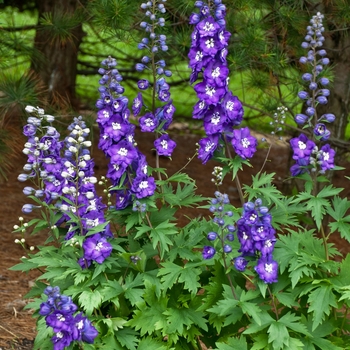 Delphinium elatum 'Purple Passion' (Delphinium) - Purple Passion Delphinium