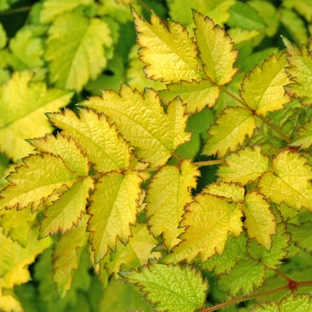 Astilbe arendsii 'Color Flash® Lime' - Color Flash® Astilble