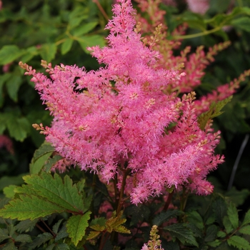 Astilbe japonica (False Spirea) - Younique™ Pink