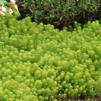 Sedum rupestre 'Angelina' - 'Angelina'