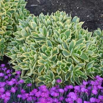Sedum telephium 'Autumn Charm™' - Autumn Charm™ Stonecrop