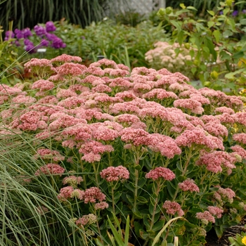 Sedum hybrid - 'Autumn Fire'