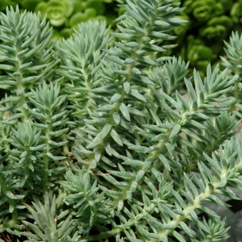 Sedum reflexum 'Blue Spruce' (Stonecrop) - Blue Spruce Stonecrop