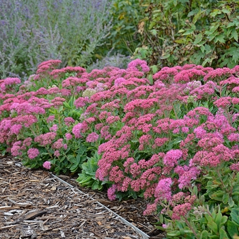 Sedum spectabile - 'Carl' 