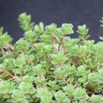 Sedum spurium 'John Creech' - Stonecrop