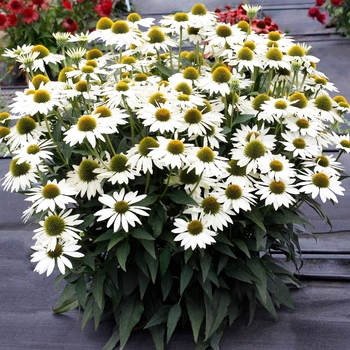 Echinacea hybrid - Kismet® White Coneflower