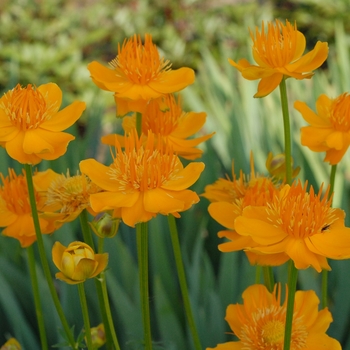 Trollius 'Golden Queen' - Globe Flower