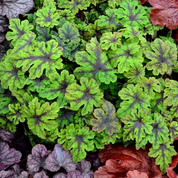 Tiarella - 'Fingerpaint' Foamflower