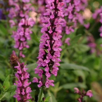 Salvia nemorosa 'Ballerina Pink' - Meadow Sage