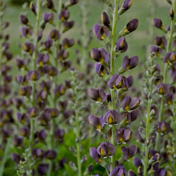 Baptisia hybrid - Decadence® 'Dark Chocolate'