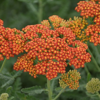 Achillea millefolium - 'Sassy Summer Sunset' Yarrow