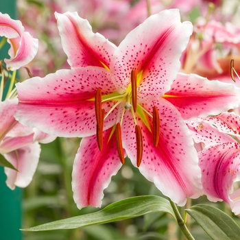 Lilium 'Journey's End' - Oriental Lily