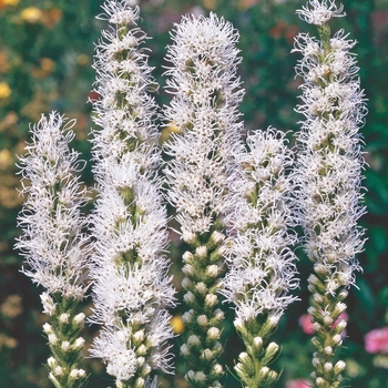Liatris spicata 'Alba' - Gayfeather