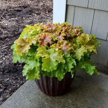 Heuchera 'Apple Twist' (Coral Bells) - Dolce® Apple Twist