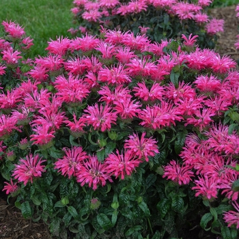 Monarda 'Electric Neon Pink' PPAF (Bee Balm) - Electric Neon Pink Bee Balm