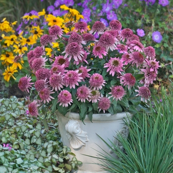 Echinacea purpurea (Coneflower) - Cone-fections™ 'Butterfly Kisses'