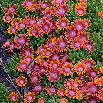 Delosperma hybrid 'Fire Spinner' - Fire Spinner® Ice Plant