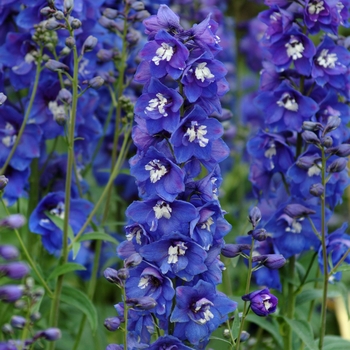 Delphinium elatum - 'Dasante Blue'