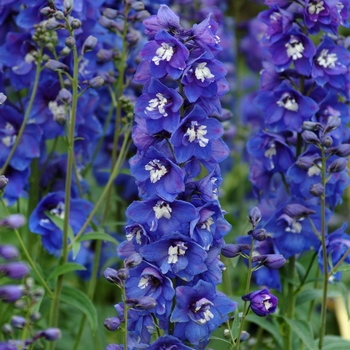 Delphinium elatum - 'Dasante Blue'