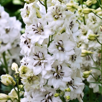 Delphinium elatum 'Black Eyed Angel' - New Millennium Delphinium