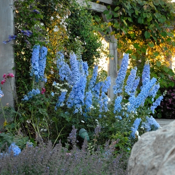 Delphinium elatum 'Blue Lace' - Bee Larkspur