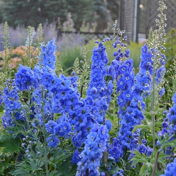 Delphinium elatum 'New Millennium Cobalt Blue' - Delphinium