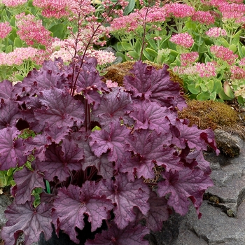 Heuchera 'Grande Amethyst' - Coral Bells